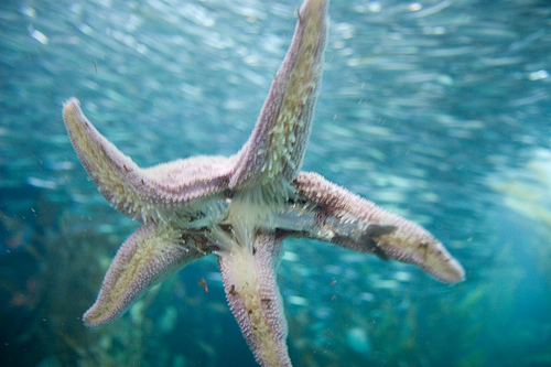How do starfish eat?